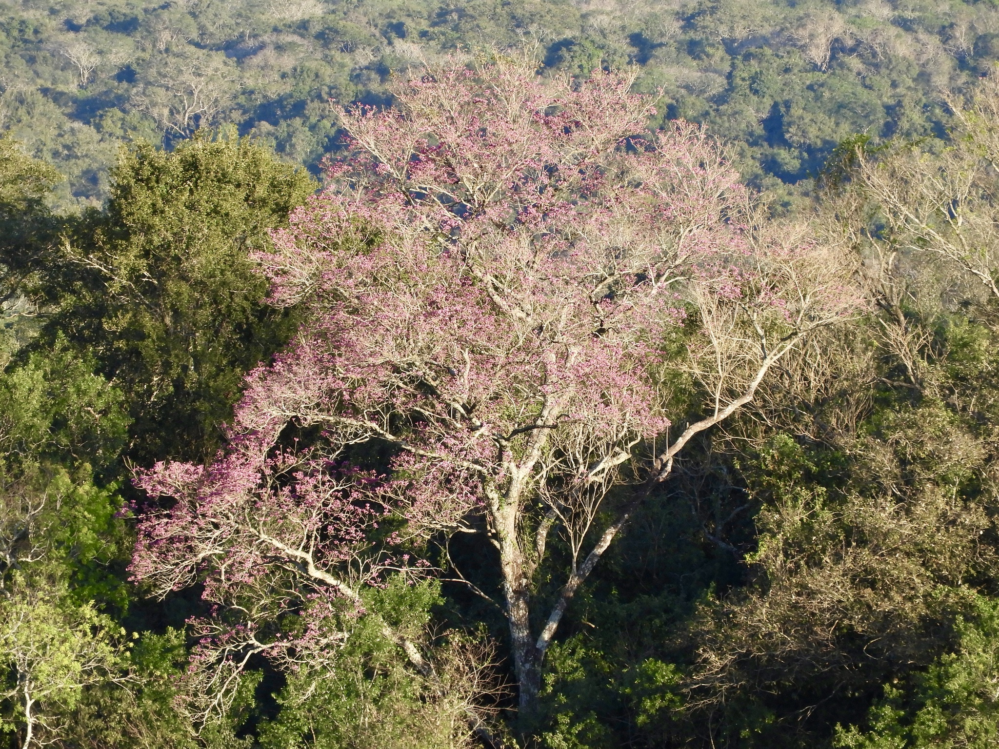 Imagem de Ipê-roxo