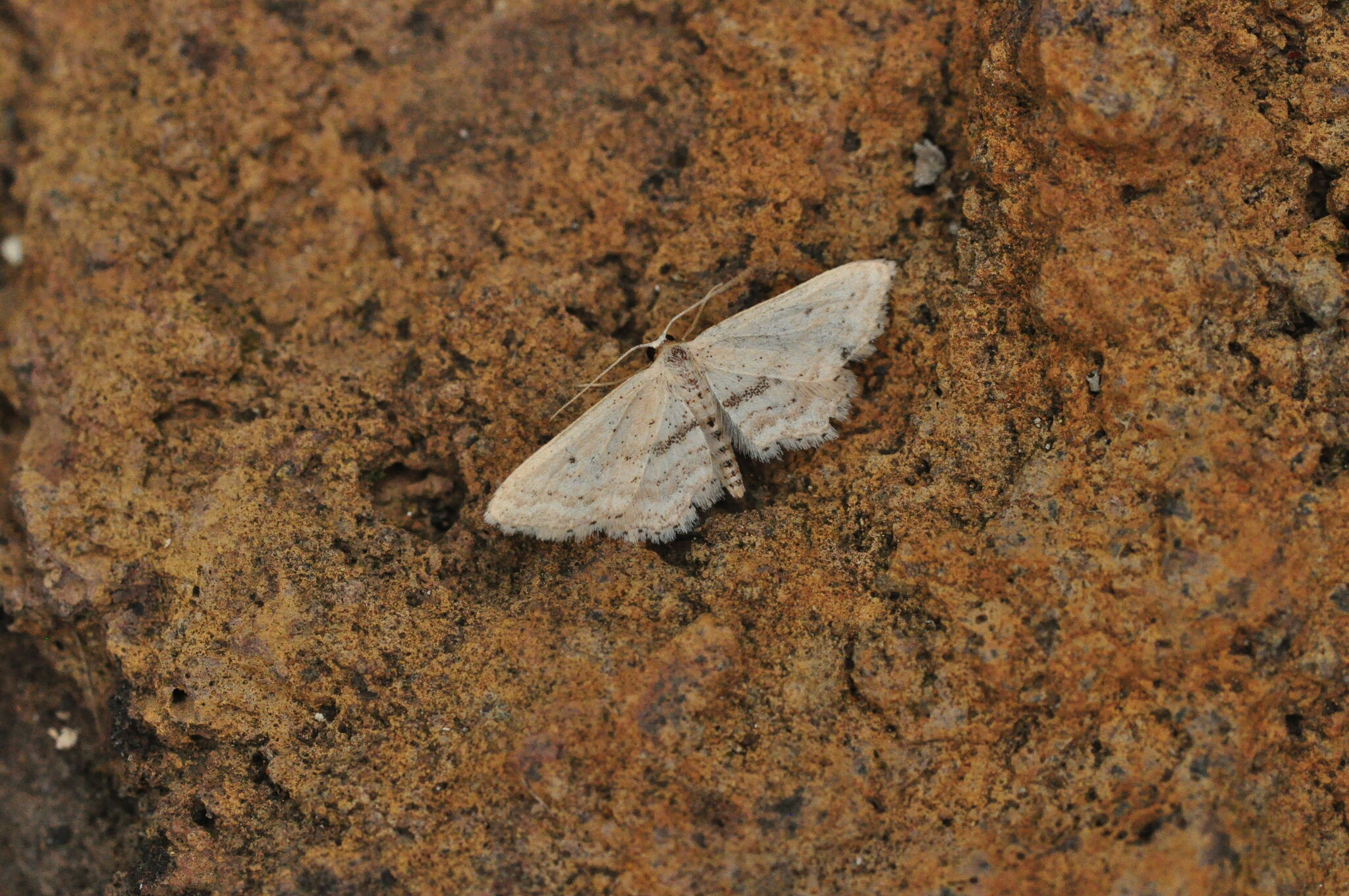Idaea palmata