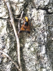 Volucella inflata