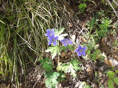 Geranium pseudosibiricum