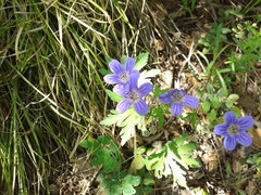 Geranium pseudosibiricum