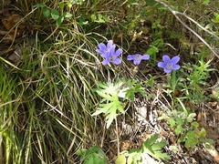 Geranium pseudosibiricum