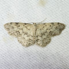 Scopula plantagenaria