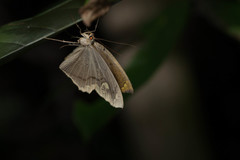 Pareumelea eugeniata