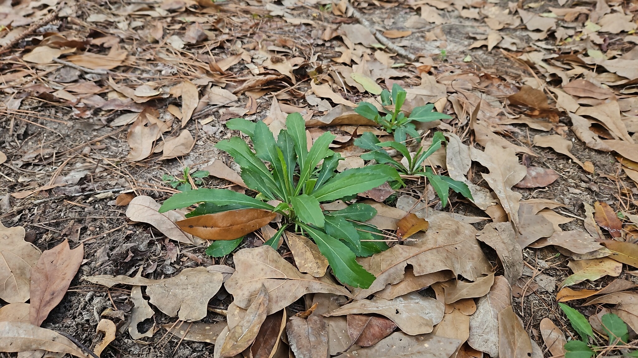 Imagem de Margarida-de-verão