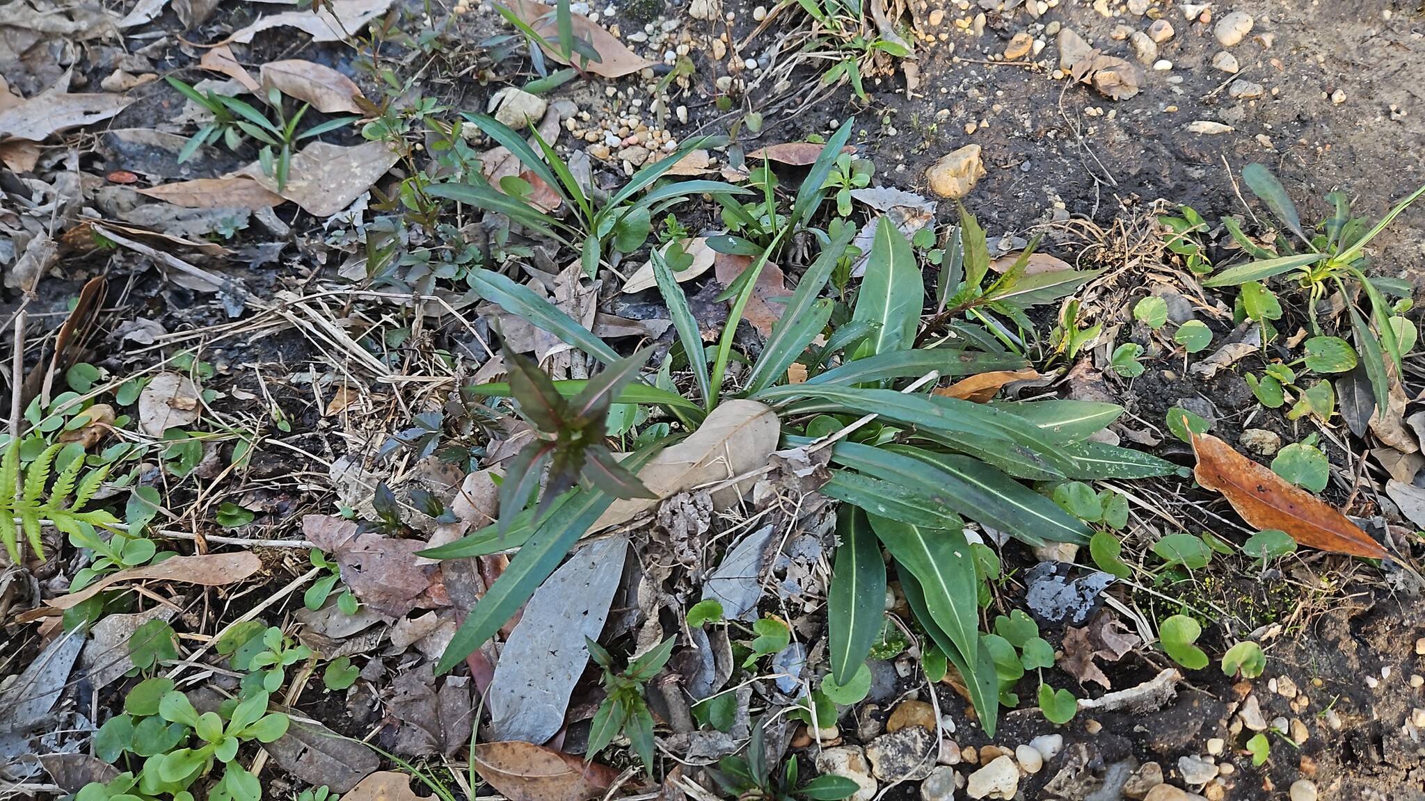 Imagem de Margarida-de-verão