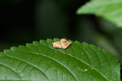 Homona