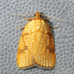 Dorithia trigonana