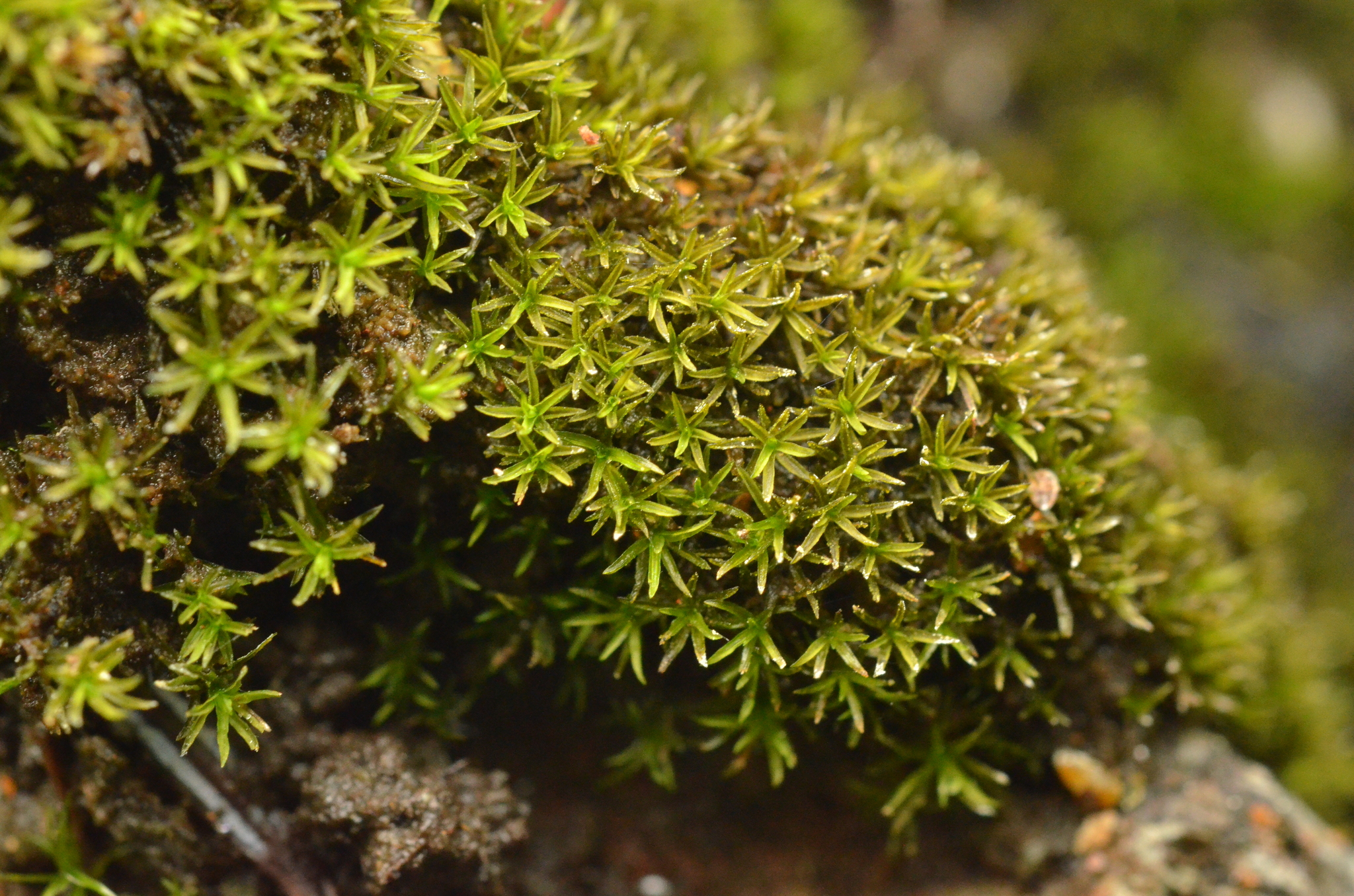 Gymnostomum aeruginosum
