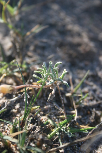 Image of Silverleaf Sorrel (Oxalis argyrophylla) by (c) Jacques van der Merwe, some rights reserved (CC BY-SA)