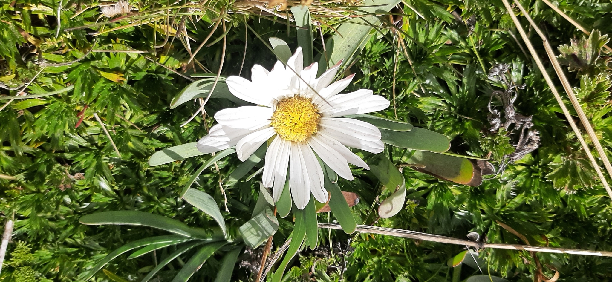 Rockhausenia nubigena image