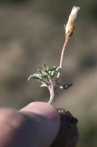 Image of Oxalis argyrophylla by (c) Jacques van der Merwe, some rights reserved (CC BY-SA)