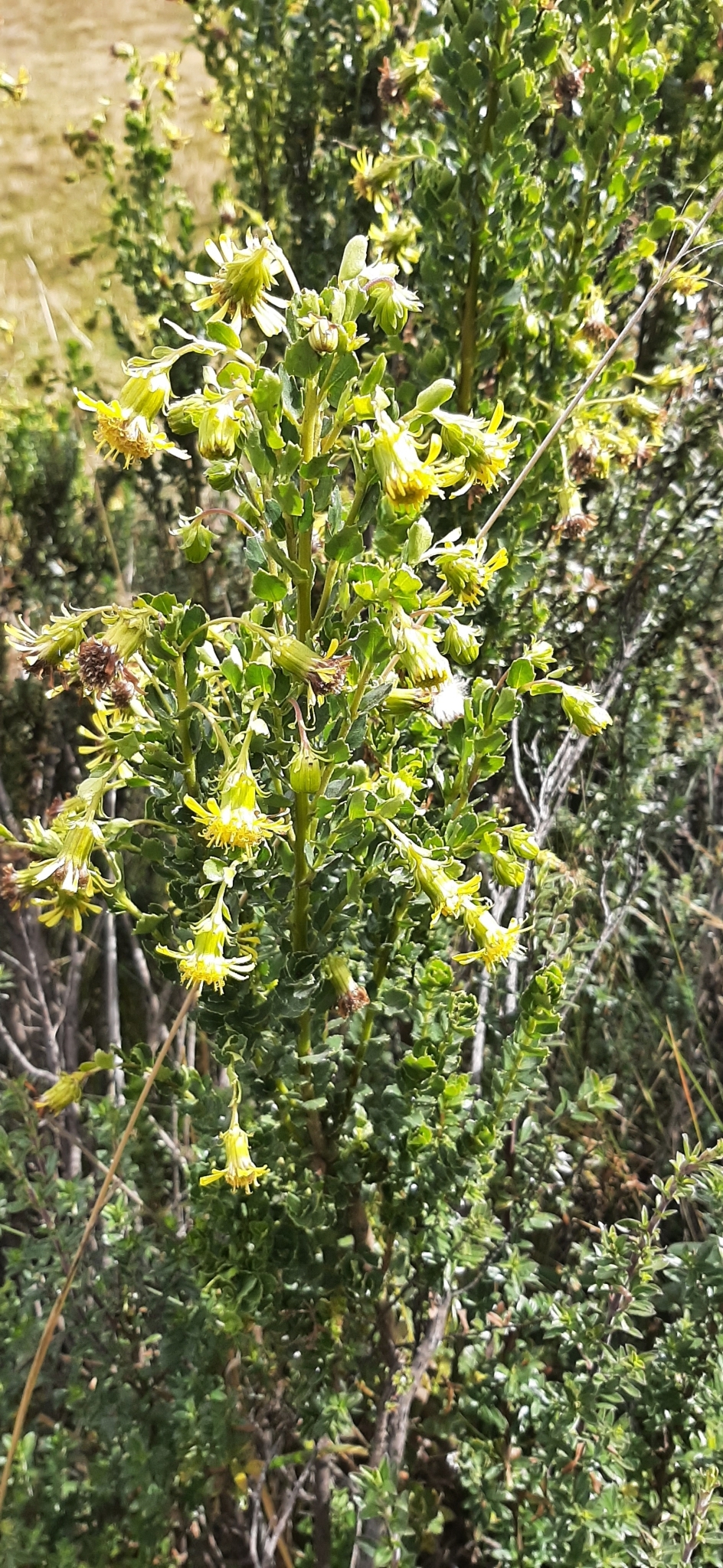 Monticalia arbutifolia image