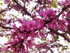 Cercis siliquastrum