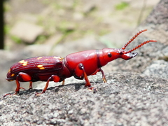 Agriorrhynchus