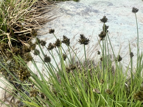 Carex illota