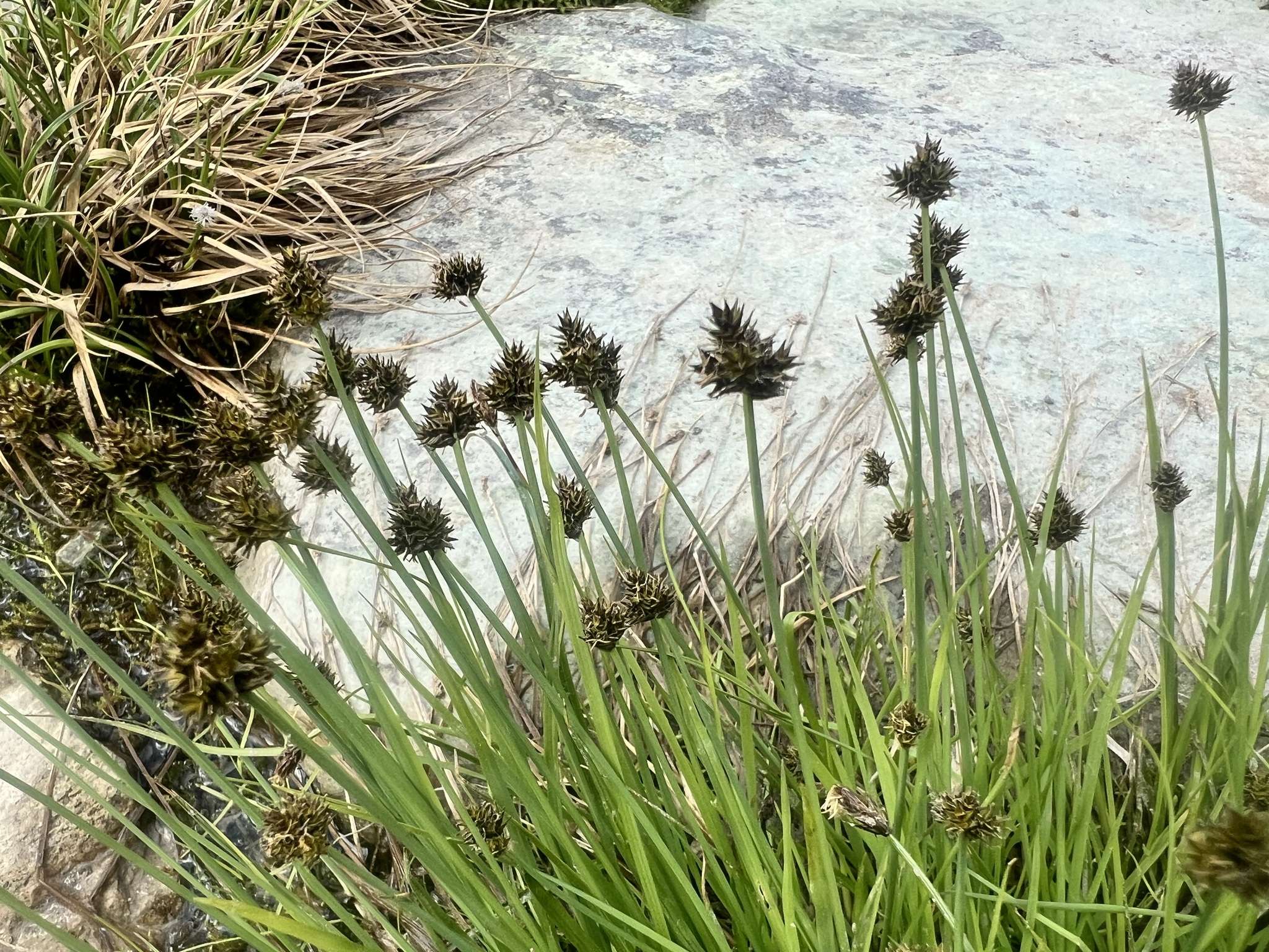 Carex illota