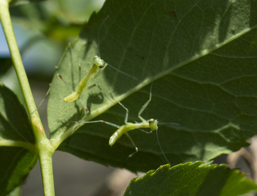 Transcaucasian Giant Mantis