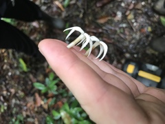 Faramea occidentalis