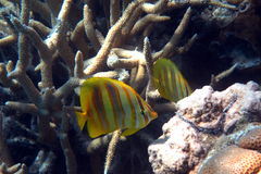 Chaetodon rainfordi