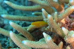 Gobiodon okinawae