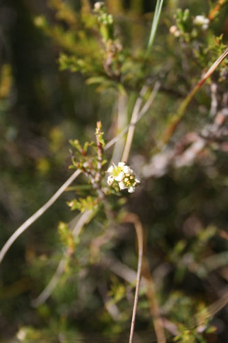 Image of Diosma aspalathoides by (c) Jacques van der Merwe, some rights reserved (CC BY-SA)