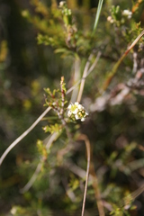Diosma aspalathoides