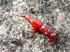 Agriorrhynchus