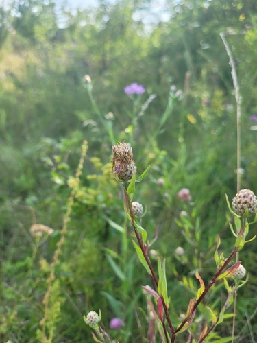 Centaurea jacea iNat (3)