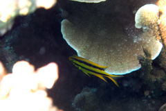 Neoglyphidodon nigroris