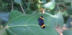 Panara soana