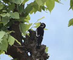 Dendrocopos himalayensis