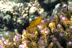 Gobiodon okinawae
