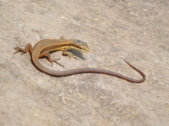 Takydromus kuehnei