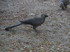 Corythaixoides concolor pallidiceps
