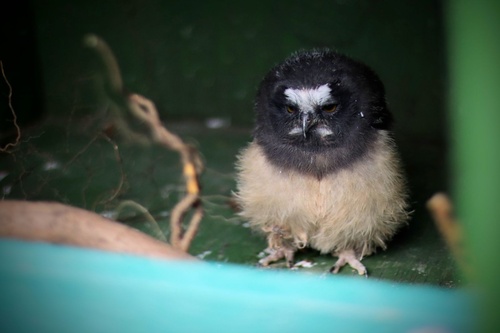 Northern Saw-whet Owl
