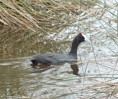 Fulica cristata