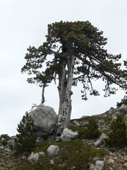Pinus heldreichii