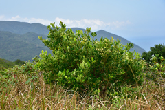 Cinnamomum reticulatum