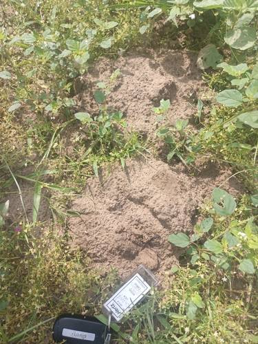Tropical Pocket Gopher
