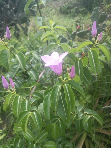 Image of Cryptostegia madagascariensis by (c) Juan Cruzado Cortés, some rights reserved (CC BY)