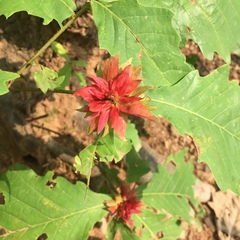 Andricus kashiwaphilus