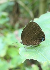 Arhopala major major