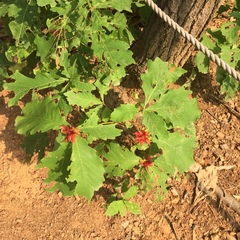 Andricus kashiwaphilus