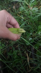 Anolis heterodermus