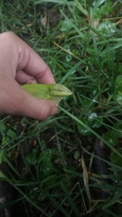 Anolis heterodermus