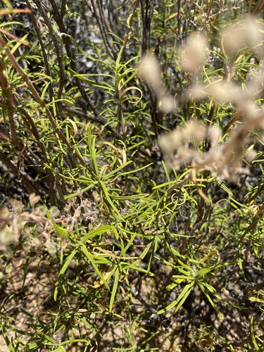 Image of Trichostema parishii by no rights reserved