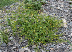 Rorippa barbareifolia