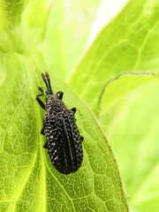 Microrhopala excavata