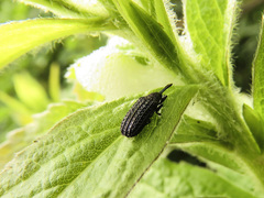 Microrhopala excavata